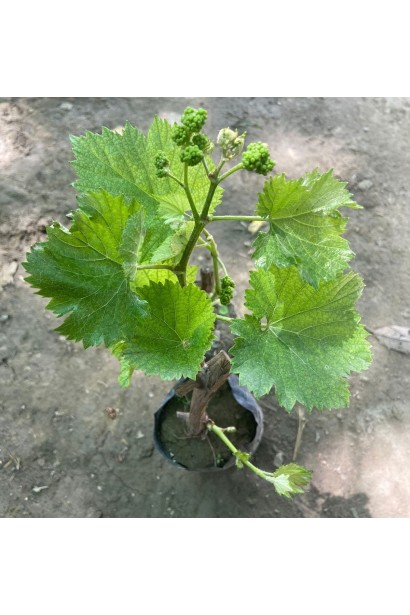 Виноград настоящий Айвенго в горшке